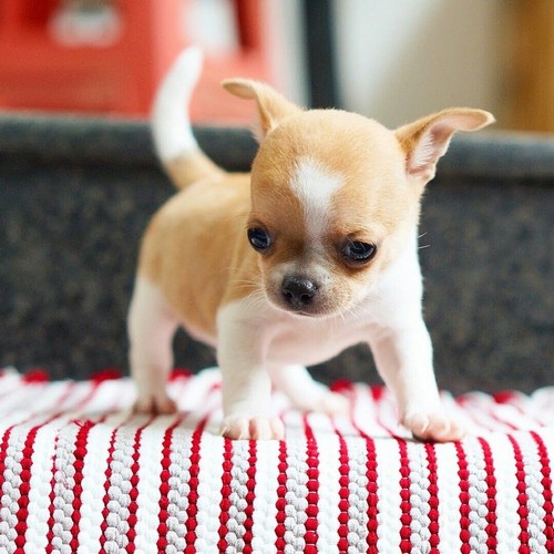 7 Interesting Apple Head Chihuahua Facts